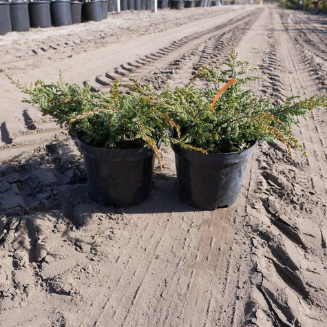 Jałowiec pospolity Effusa (P9)