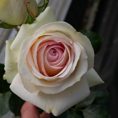 Róża pnąca Eden Rose (C2)