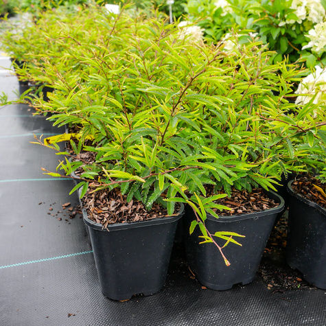 Kalliandra Dixie Pink (C2)