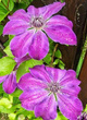 Powojnik Clematis wielkokwiatowy Polish Spirit