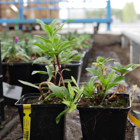 Mydlnica lekarska Rosea Plena (C2)