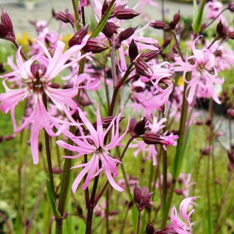 Firletka poszarpana (C2)