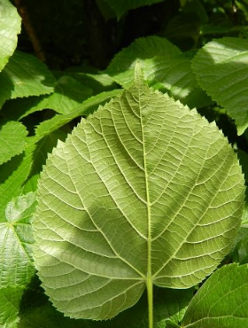 Lipa szerokolistna (obw. 8/12cm H200/300)