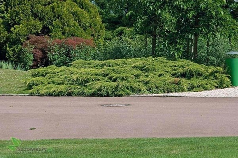 Jałowiec pośredni Pfitzeriana Aurea rozłożysty (C2)