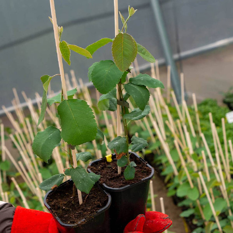 Świdośliwa olcholistna Krasnojarskaja (C2)