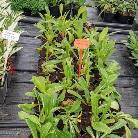 Pierwiosnek ząbkowany (C2)