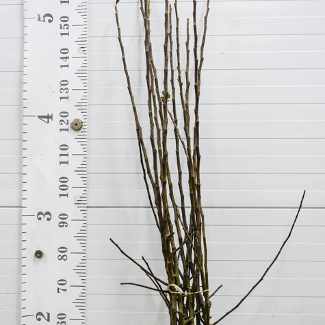 Jabłoń Spartan Plant Pack