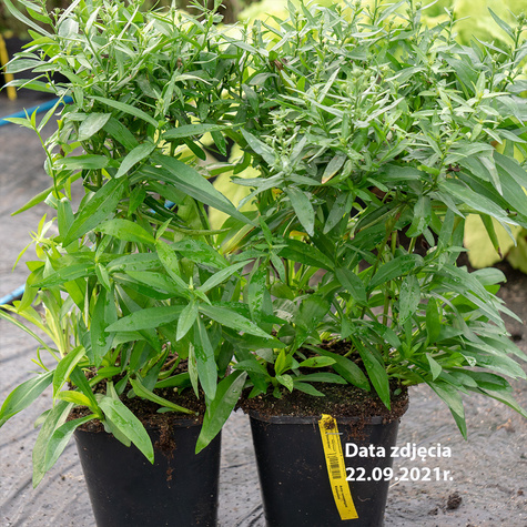 Aster nowobelgijski Blutenmeer morze kwiatów (P9)