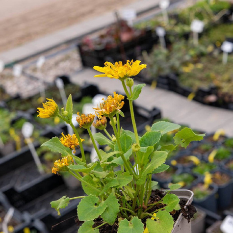 Omieg wschodni Leonardo Compact