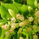 Lipa drobnolistna Greenspire