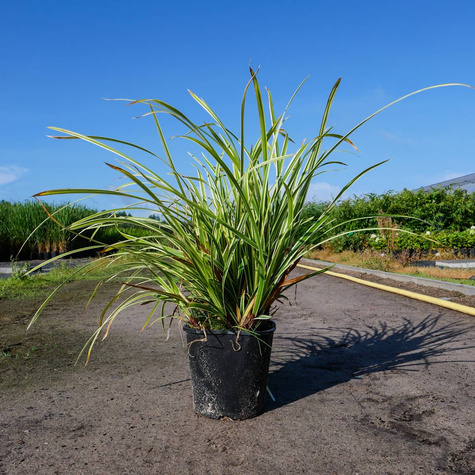 Turzyca japońska Goldband (C2)