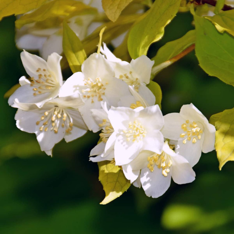 Jaśminowiec wonny Aureus (P9)