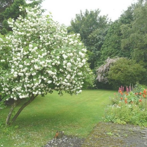 Kalina koralowa 'Roseum' (P9)