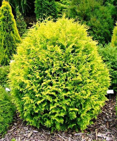 Thuja Tuja Żywotnik zachodni Golden Globe (C2)