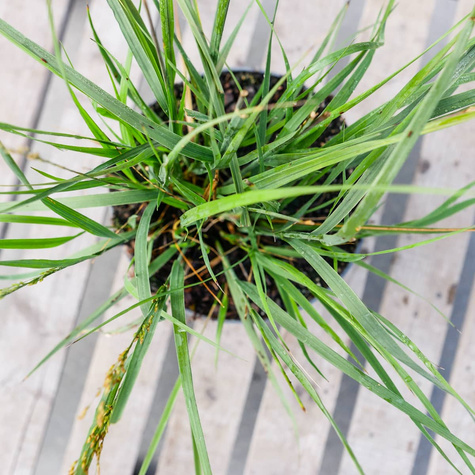 Trzęślica modra Heidebraut