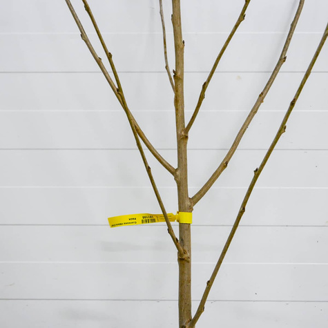 Czereśnia Karesova Plant Pack