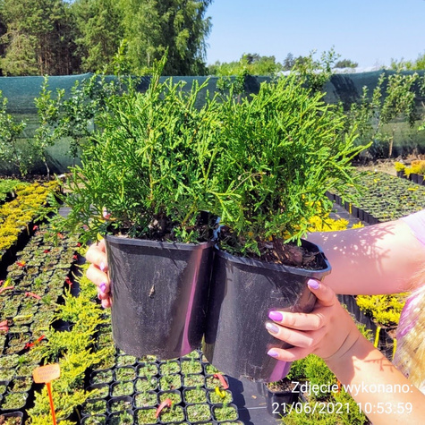 Żywotnik zachodni Tuja Thuja Tiny Tim (C2)