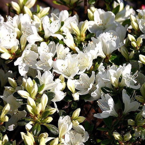 Mini Azalia BloomChampion Biała powtarzająca kwitnienie (C2)