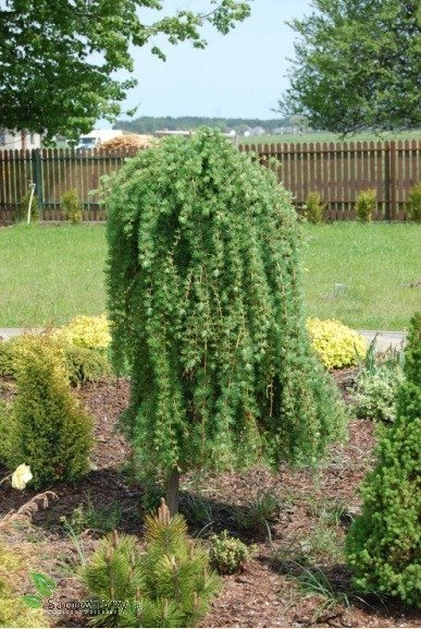 Modrzew europejski Pendula (Pa 120/160, obw. 6/8, H-140/180)