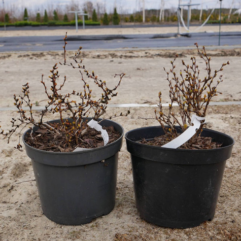 Berberys thunberga Goldalita (C2)