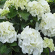 Hortensja ogrodowa 'Snowball' (C2)