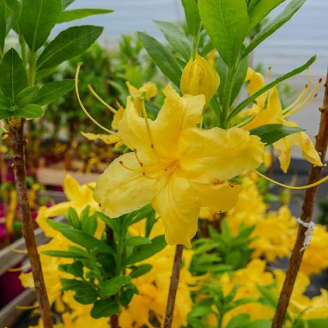 Azalia wielkokwiatowa żółta (C2)