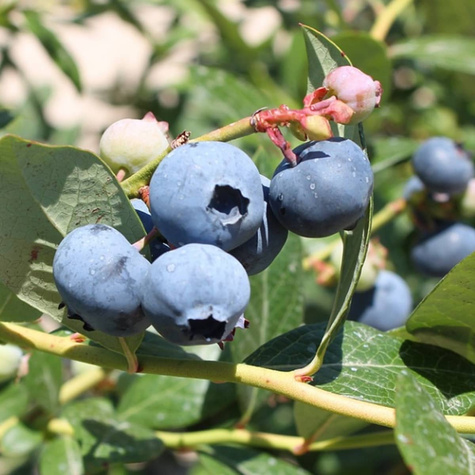 Borówka amerykańska Nortland średnio wczesna (C2)