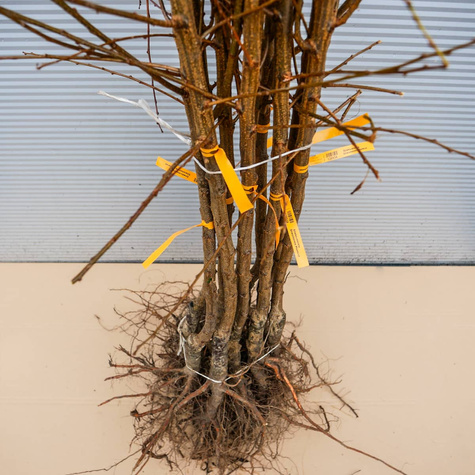 Śliwko-morela Śliwomorela Plumcot Plant Pack