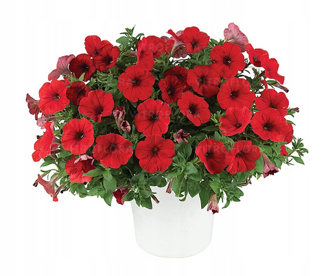 Surfinia czerwona z żyłkowaniem Capella Ruby Red