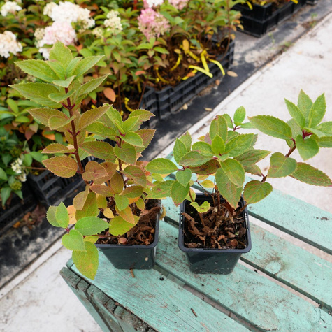 Hortensja bukietowa Living Touch of Pink (P9)