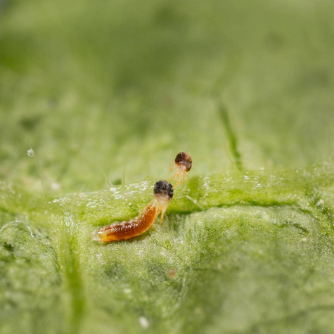 Pryszczarek przędziorkojad Spidend 250 550ML drapieżna muchówka