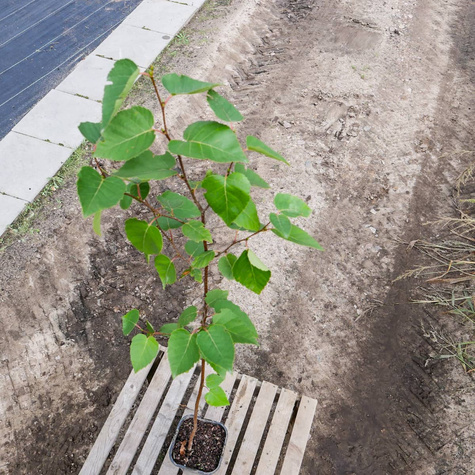 Brzoza papierowa (C2)