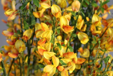 Szczodrzeniec Żarnowiec Apricot Gem żółto-pomarańczowy (C2)