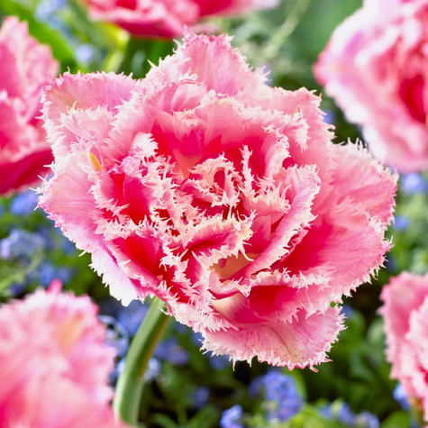 Tulipan strzępiasty Queensland