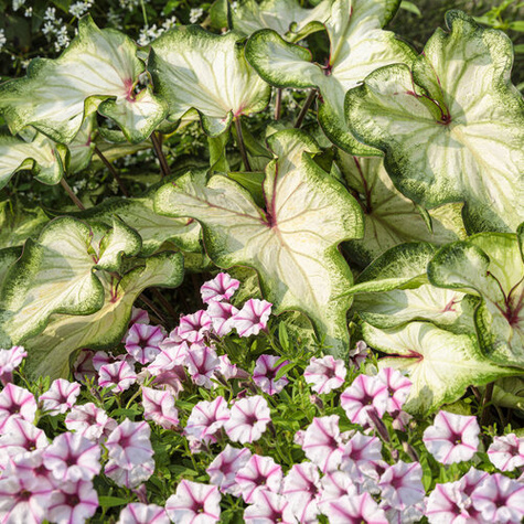 Surfinia Supertunia Mini Vista Pink Star samoczyszcząca