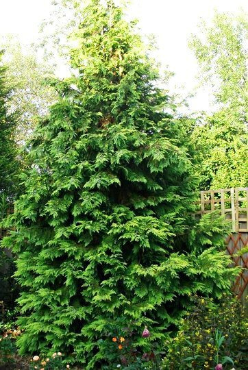 Thuja Tuja Żywotnik olbrzymi Zebrina (P9)