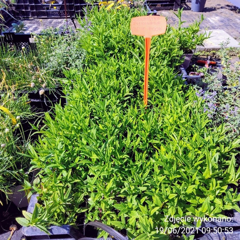 Kocimietka żyłkowana Blue Moon (C2)