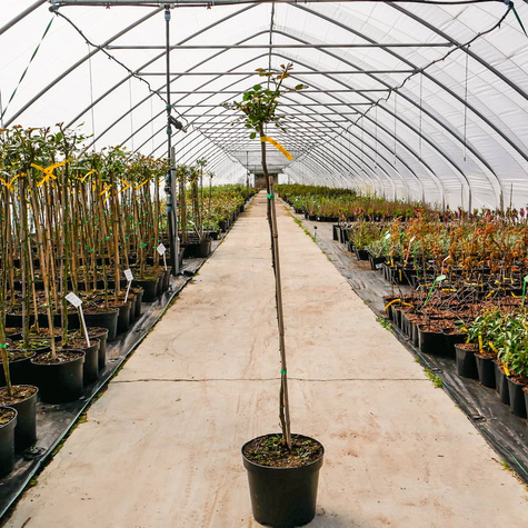 Róża szczepiona na pniu dwubarwna biało-różowa