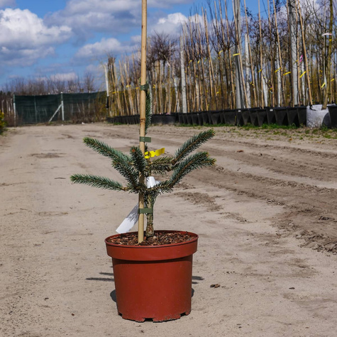 Świerk Engelmanna Snake świerk wężowy