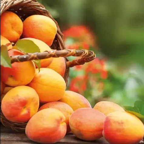 Morela Velkopavlovicka Plant Pack