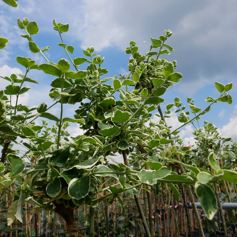 Trzmielina Fortune'a Emerald Gaiety na pniu (C2)
