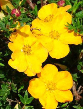 Pięciornik krzewiasty 'Orange Star' (C2)