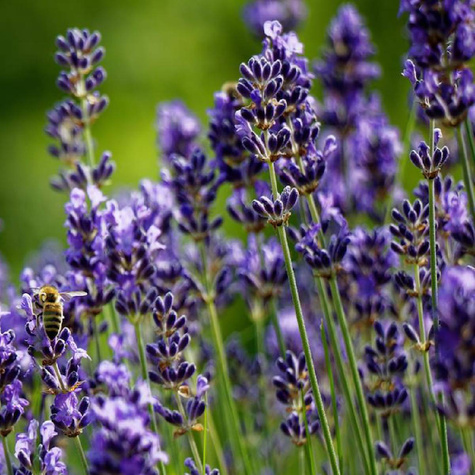 Lawenda wąskolistna Ellagance purple (C2)