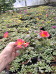 Portulaka zwisająca pomarańczowa