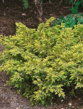 Jałowiec pospolity Depressa Aurea (C2)