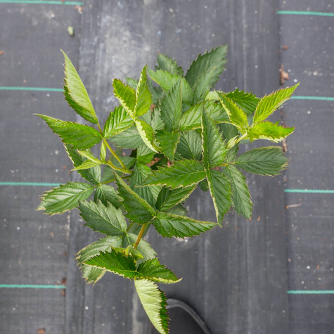 Jeżyna wielkoowocowa Relevant w doniczce