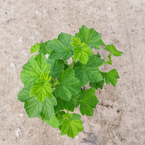 Porzeczka Trio Zestaw 3 plennych odmian w doniczce