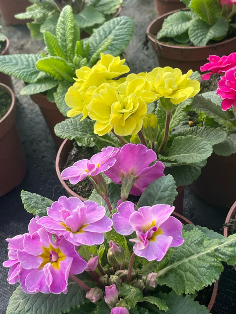 Prymulka Pierwiosnek Palazzo Mix sadzonka w doniczce