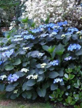 Hortensja ogrodowa Blaumeise (C2)