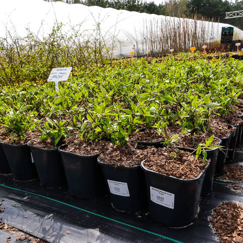 Budleja Dawida Free Petite Tutti Frutti miniaturka (C2)